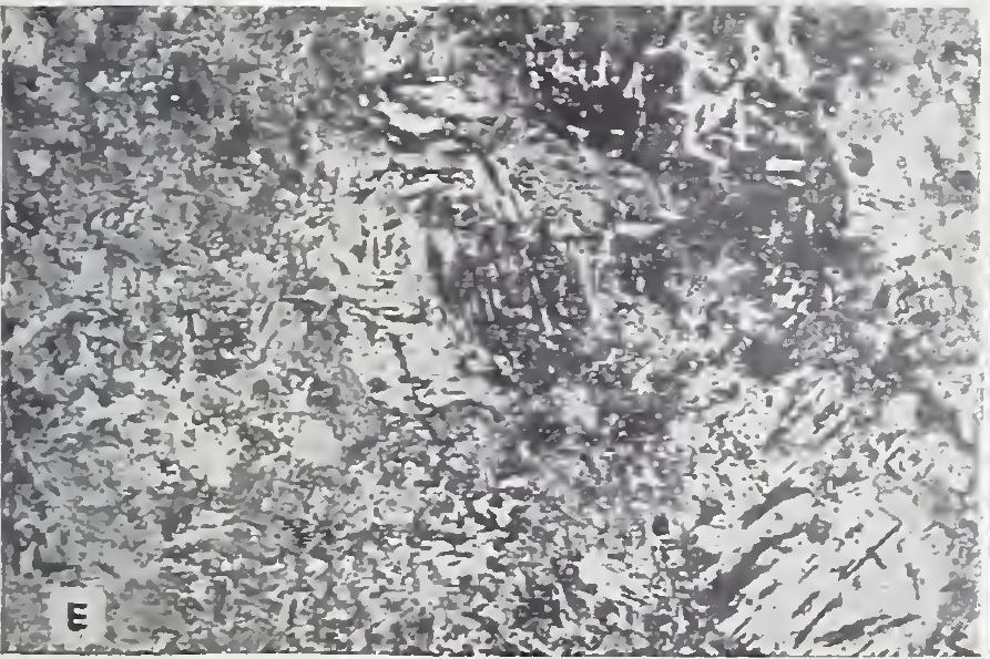 NBS Figure 15E: high-carbon steel quenched in lead at 650 degrees Fahrenheit, identified in the original source as bainite.