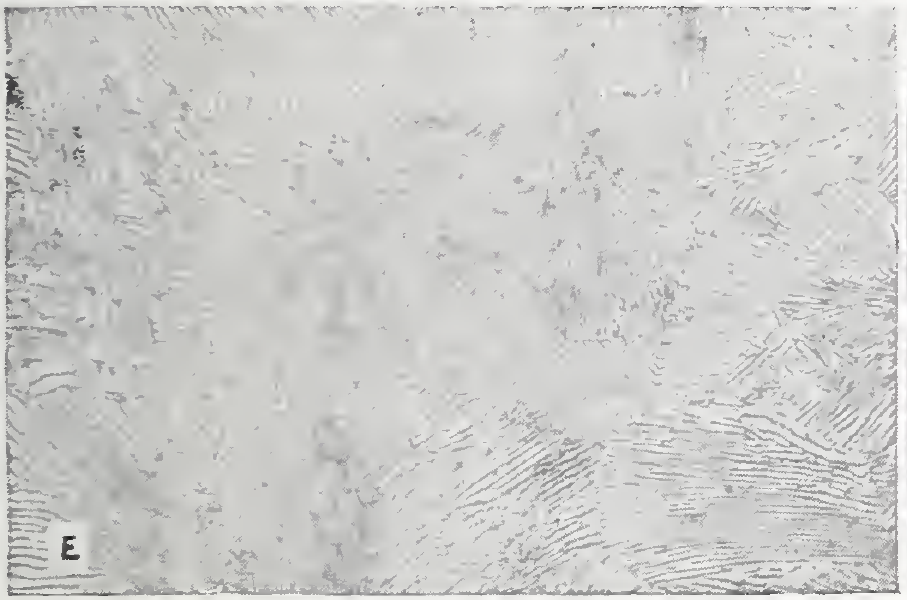 Lamellar pearlite in slowly cooled 0.8 percent carbon steel; original NBS Figure 5E label retained.